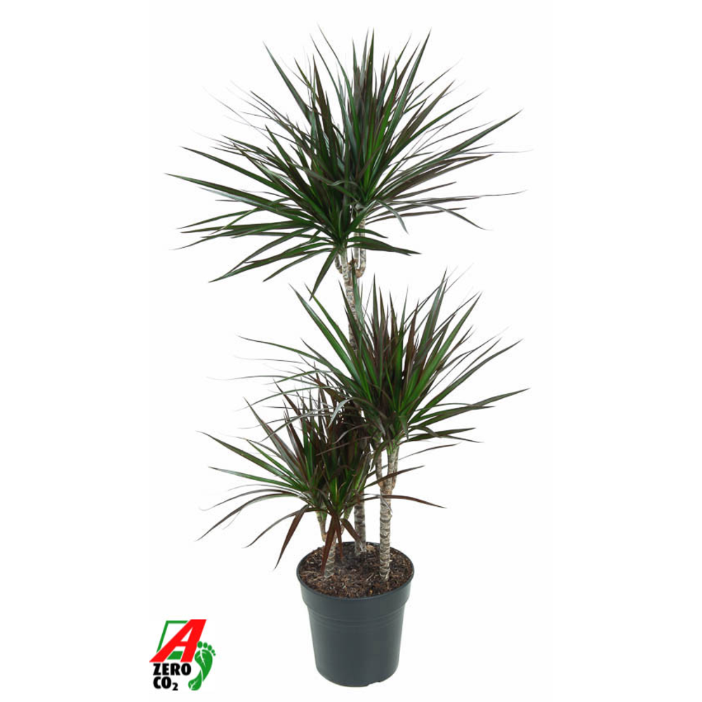 Dracaena Magenta 60-30-15.