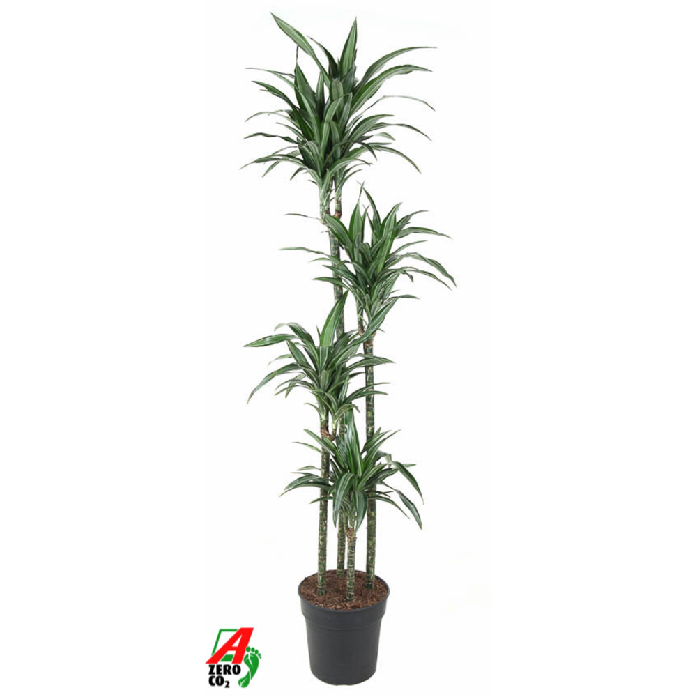 Dracaena Ulises 120-90-60-30.