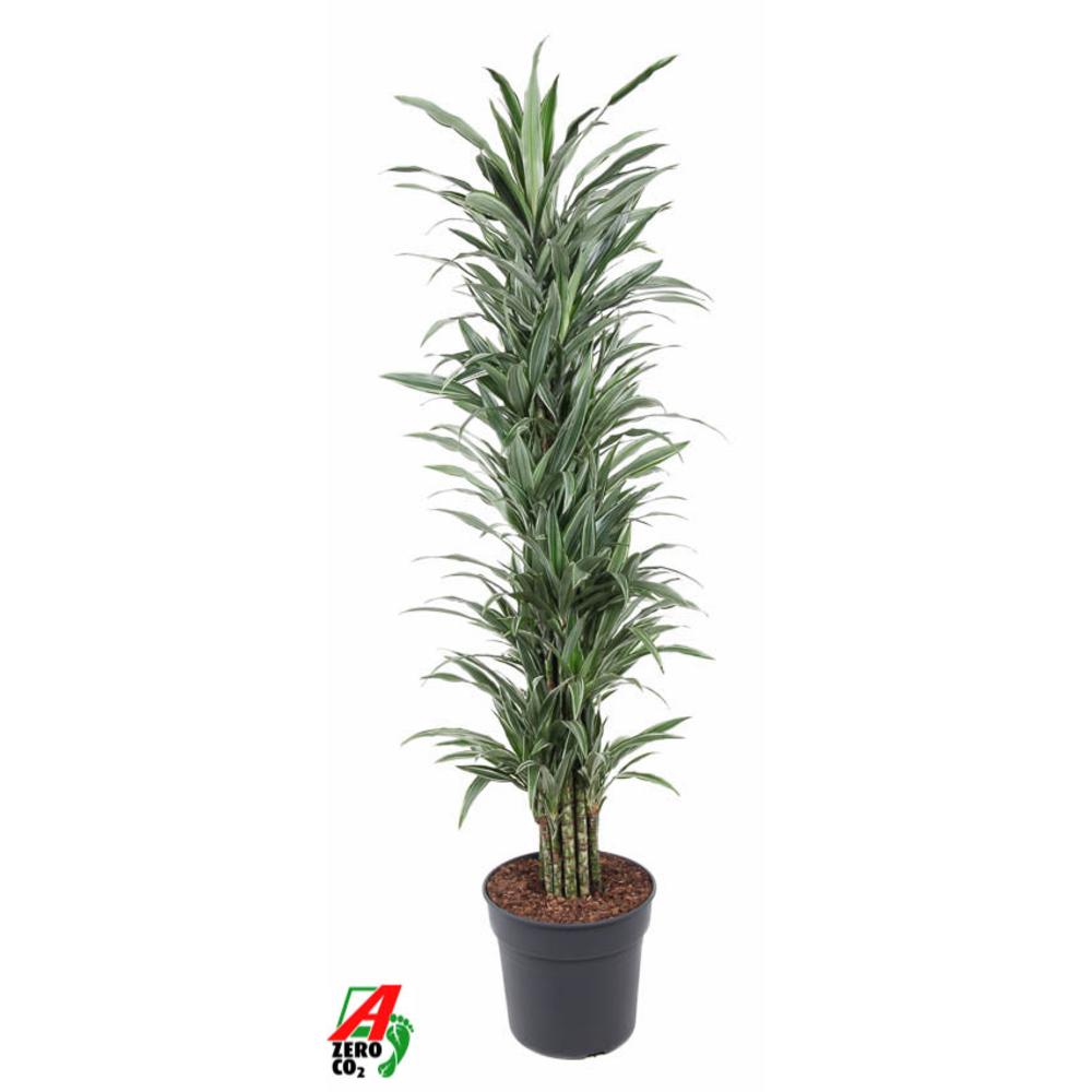 Dracaena Warneckei vertakt P34.