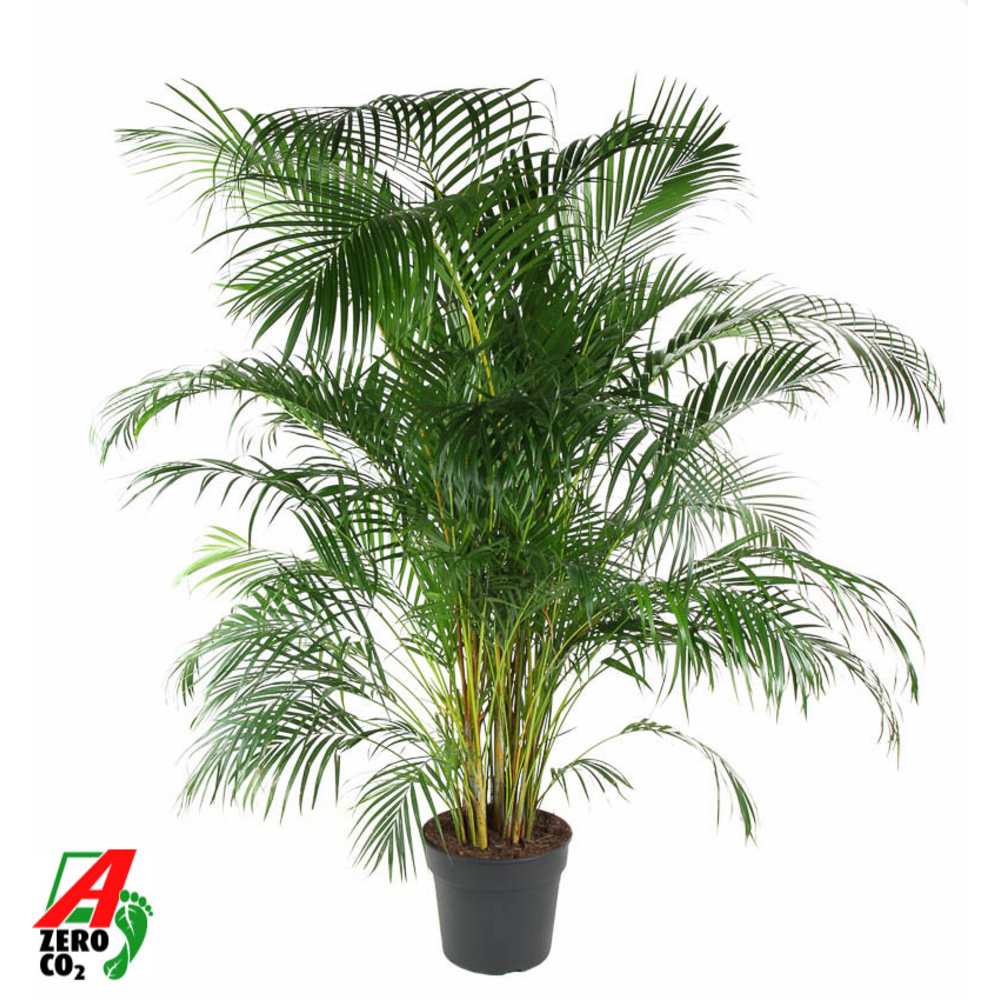 Dypsis Lutescens(Areca) P34.