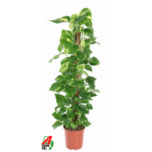 Epipremnum Pinnatum Mosstok P24.