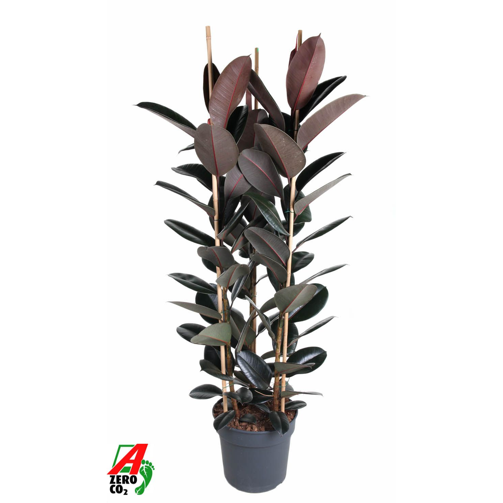 Ficus Elastica Abidjan 3PP P40 (NO GAP).