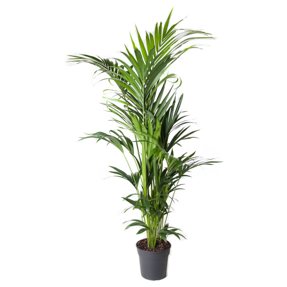 Howea Forsteriana(kentia) P27-180.