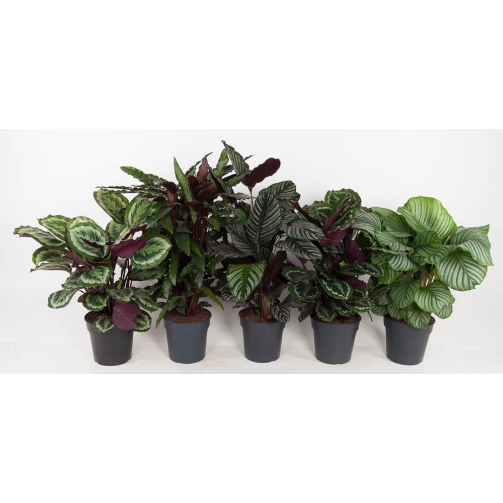 Mix Calathea 27cm.