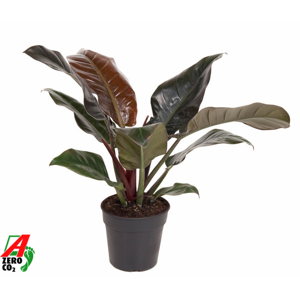 Philodendron Imperial Red P19.