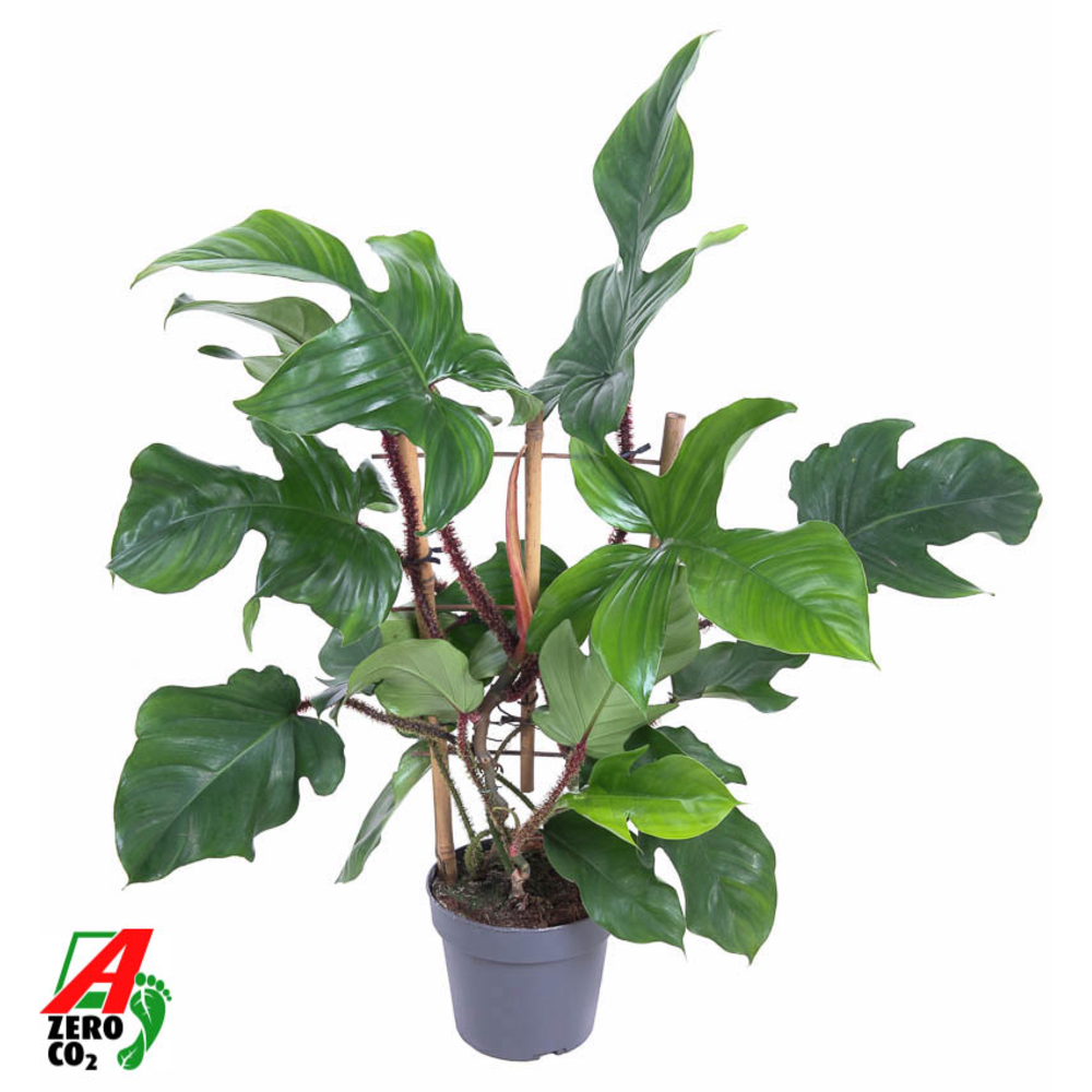 Philodendron Red Wonder(Squamiferum) op rek P19 (N.