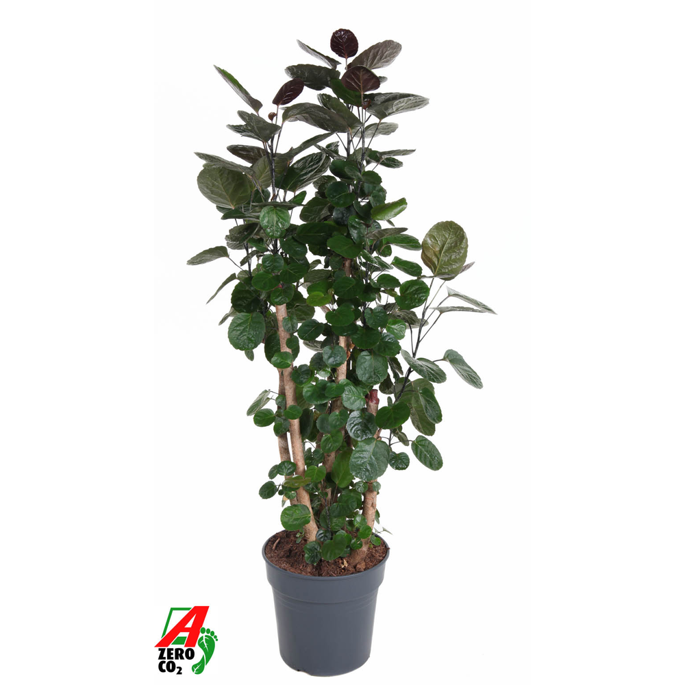 Polyscias Fabian vertakt P31.