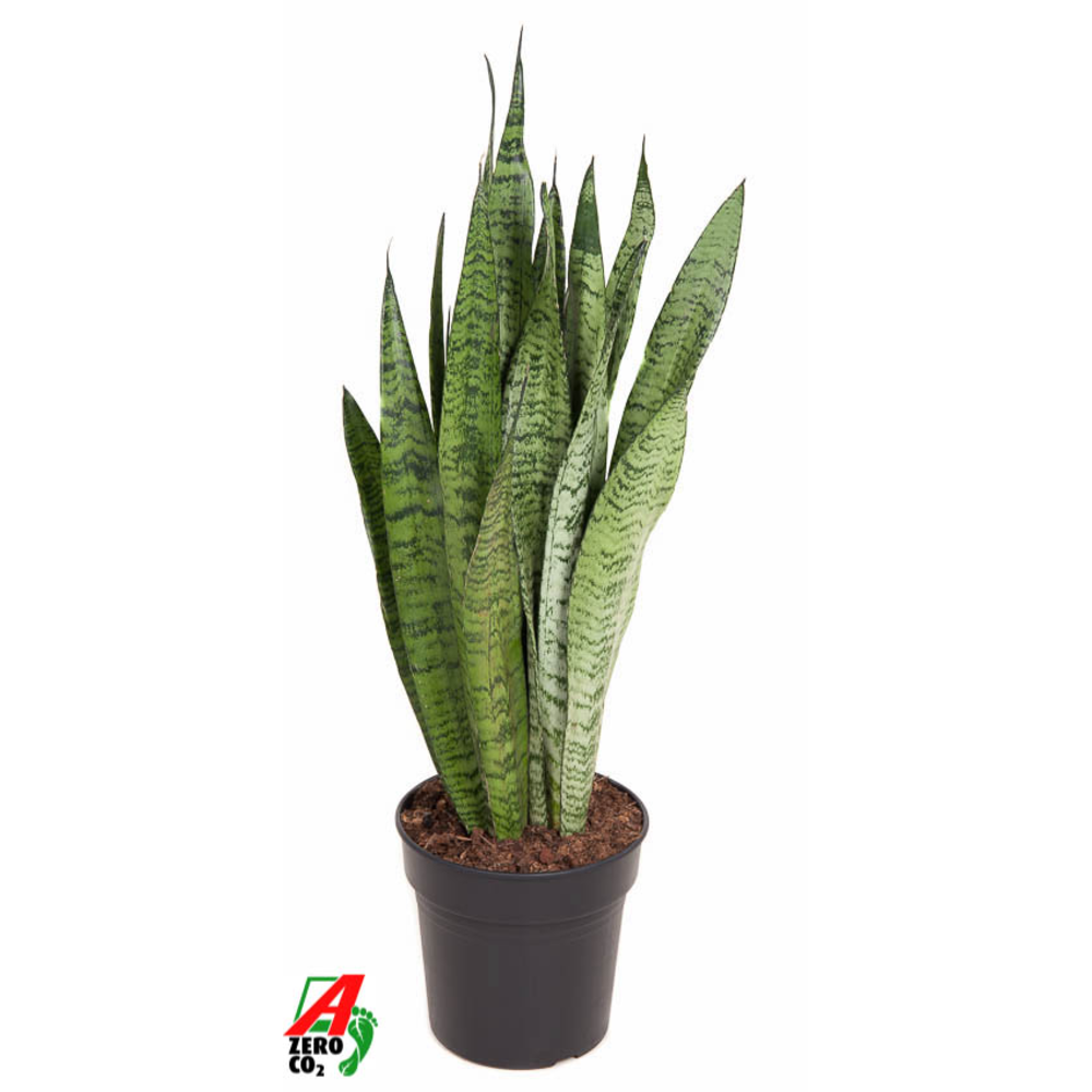 Sansevieria Zeylanica P21.