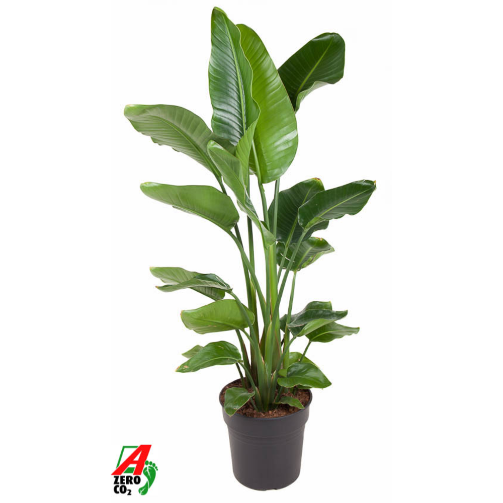 Strelitzia Nicolai P31(zonder bloem).