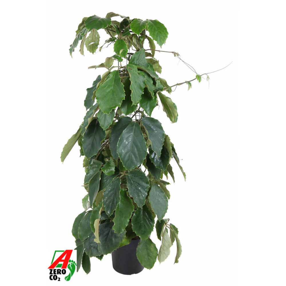 Tetrastigma voinierianum zuil P24 (NO GAP).