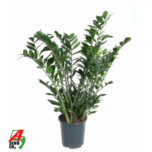 Zamioculcas Zamiifolia P27.