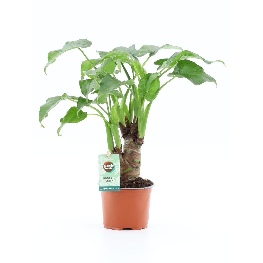 Alocasia Cucullata op stam.