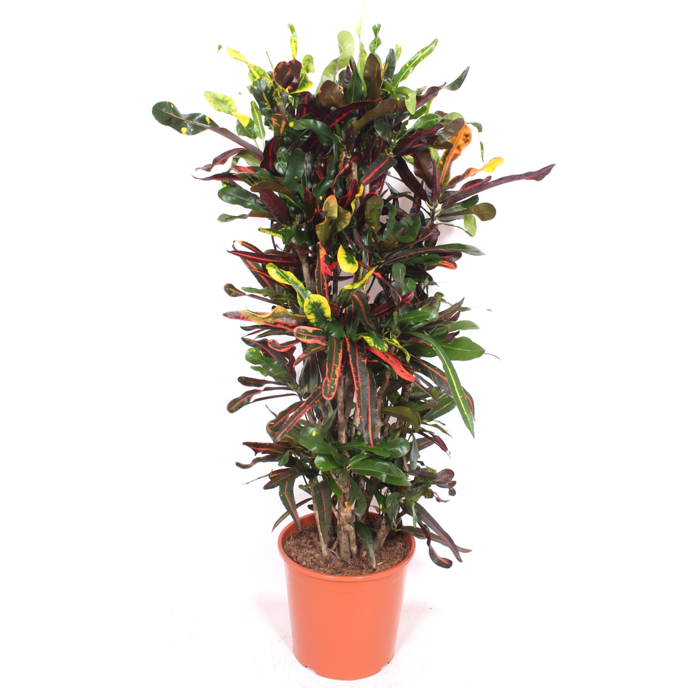 Codiaeum Mammi (Croton Mammi).