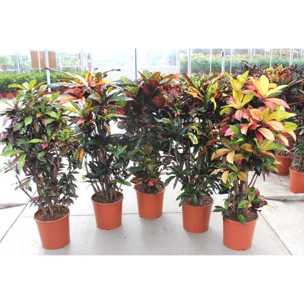 Codiaeum mix (Croton mix).
