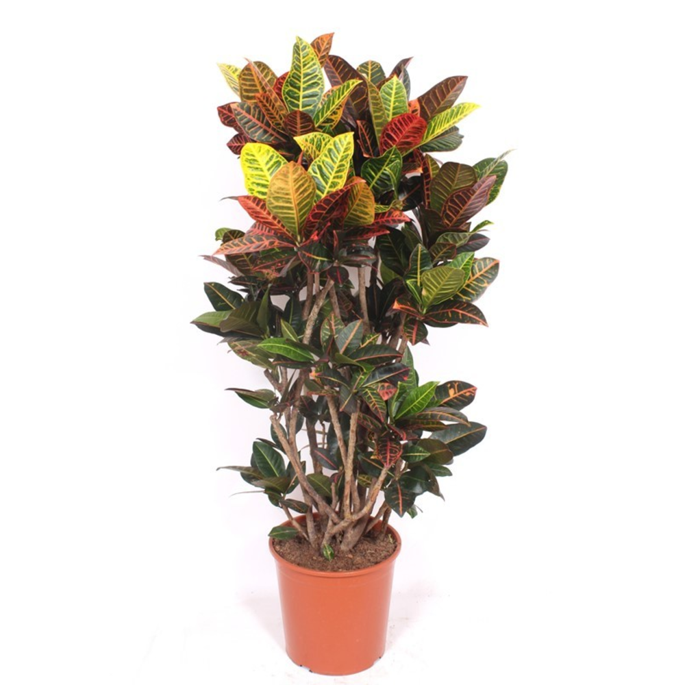 Codiaeum Petra (Croton Petra).