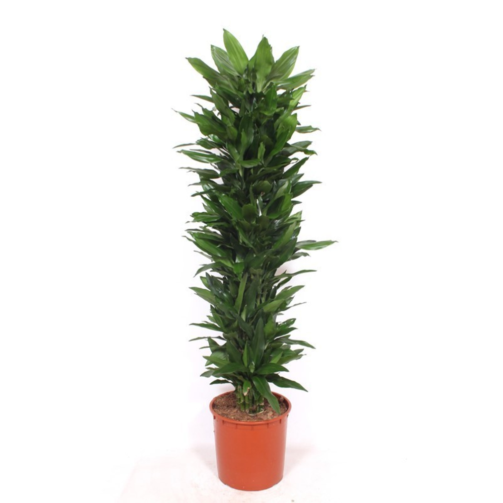 Dracaena Janet Lind.
