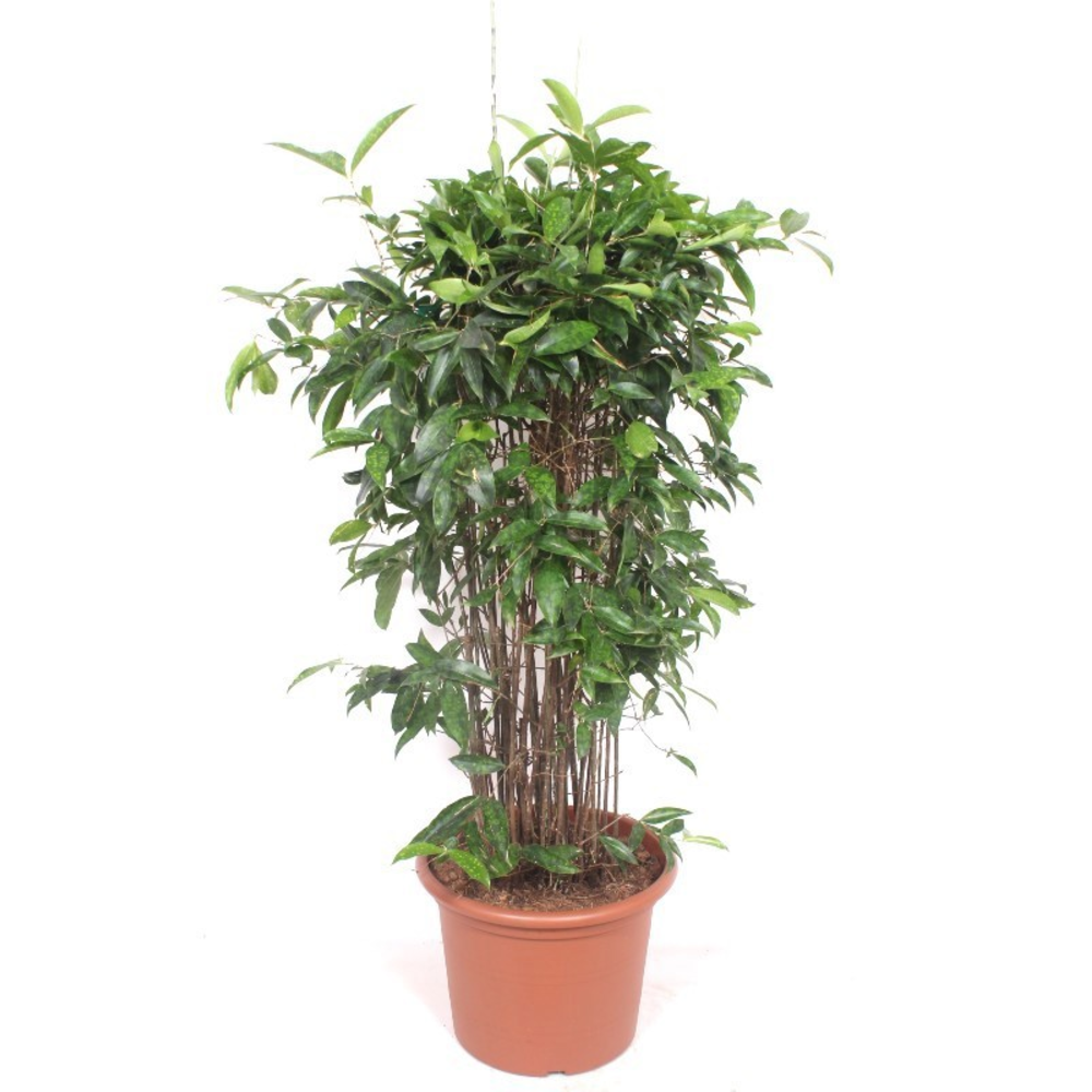 Dracaena Surculosa.