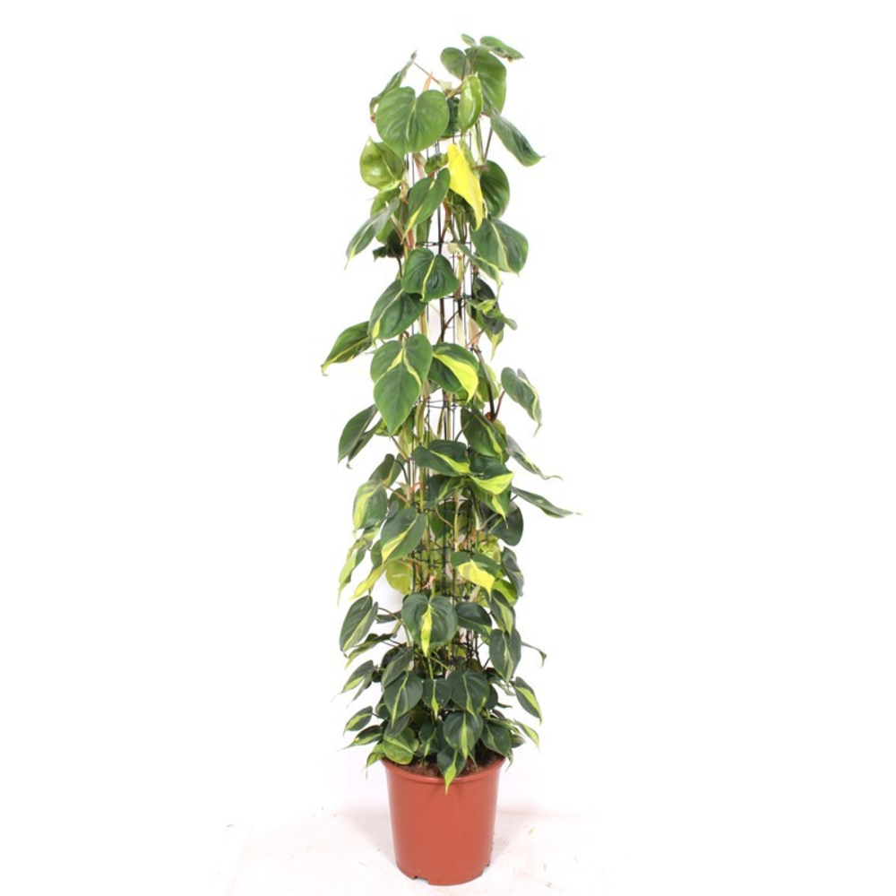 Philodendron Scandens Brasil.