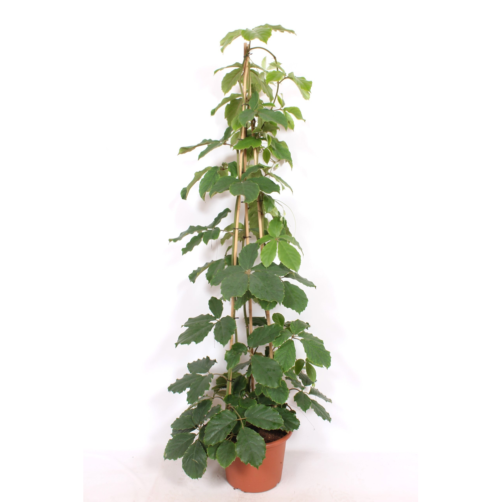Tetrastigma voinierianum.