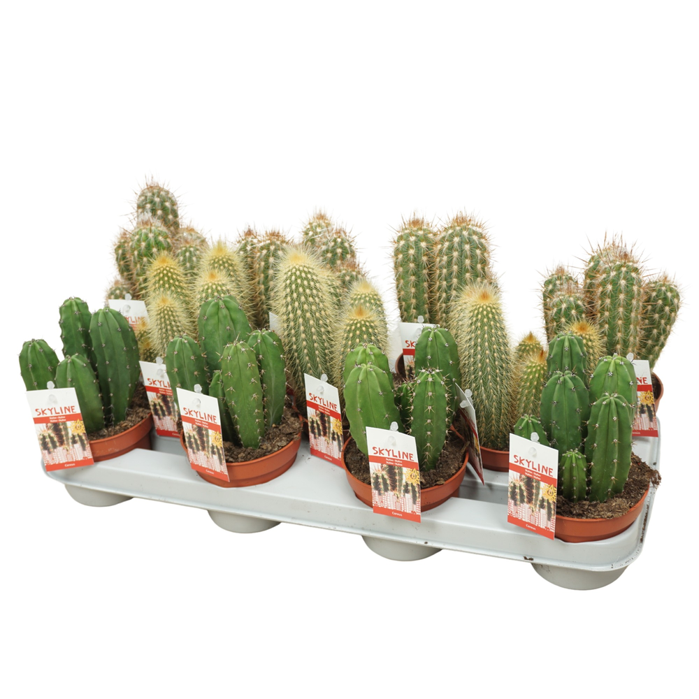 Cereus skyline 10,5 cm met etiket.