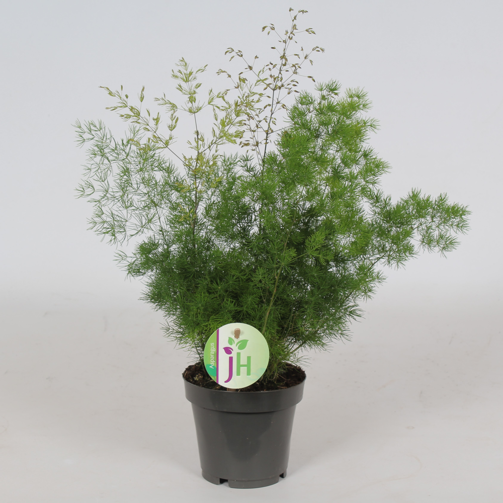 Asparagus 'Myriocladus'.