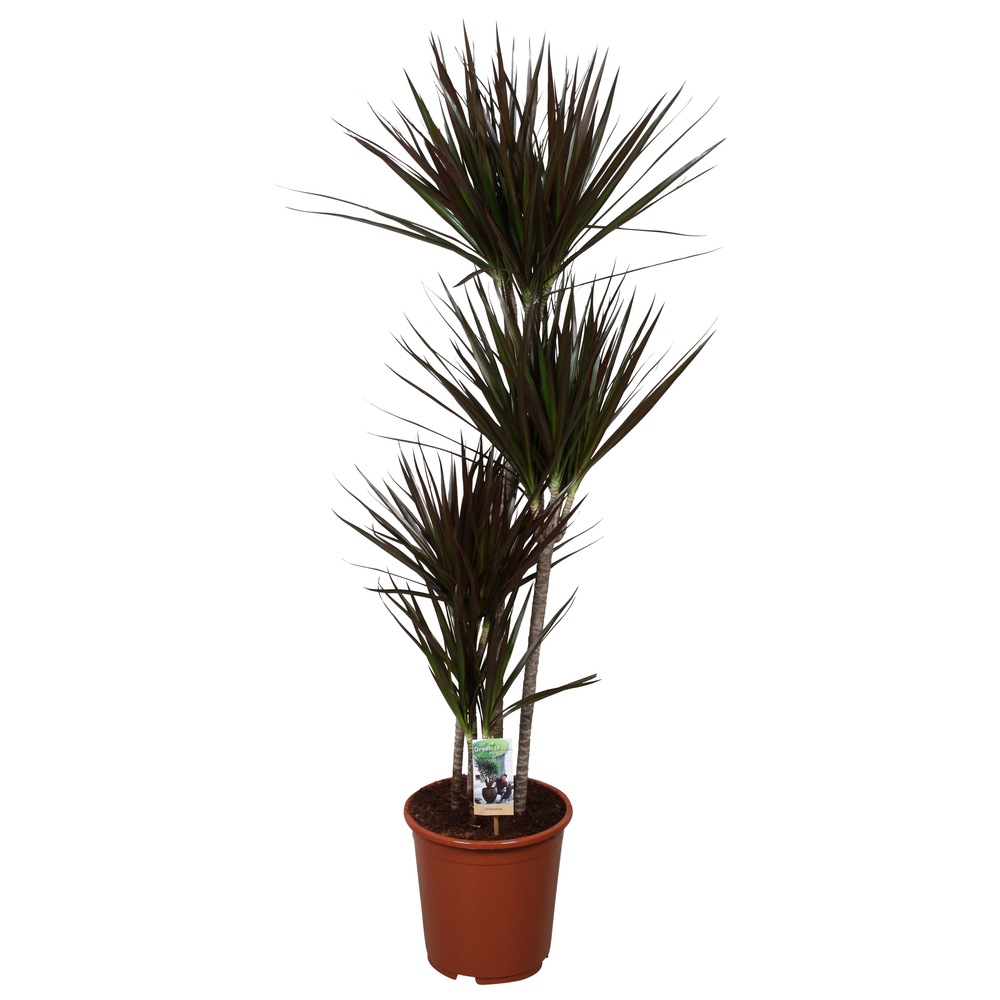 Dracaena Magenta 90-60-30-15.