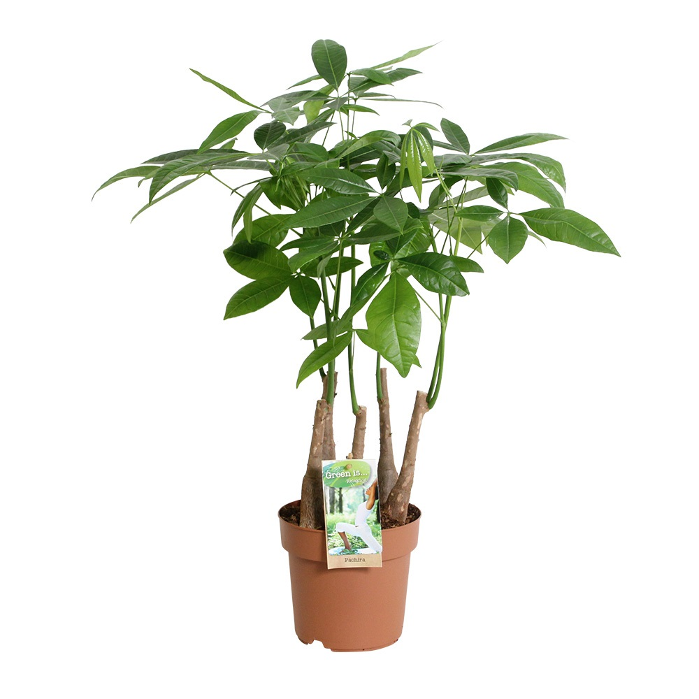 Pachira aquatica multi-stam.