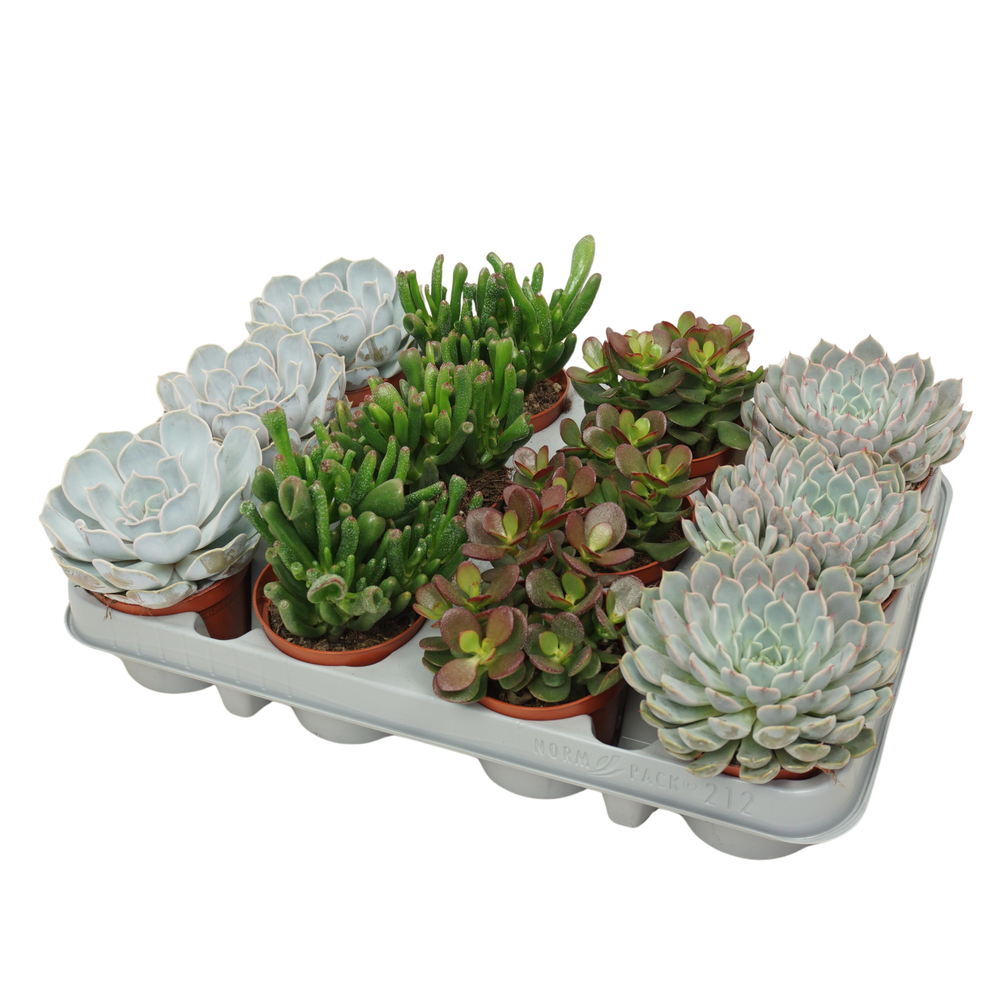 Succulenten mix 8,5 cm in 12 gaats tray.