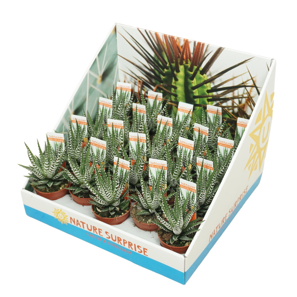 Haworthia big band 5,5 cm in presentatiedoos.