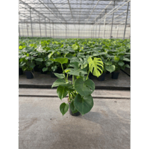 Monstera Deliciosa 21.
