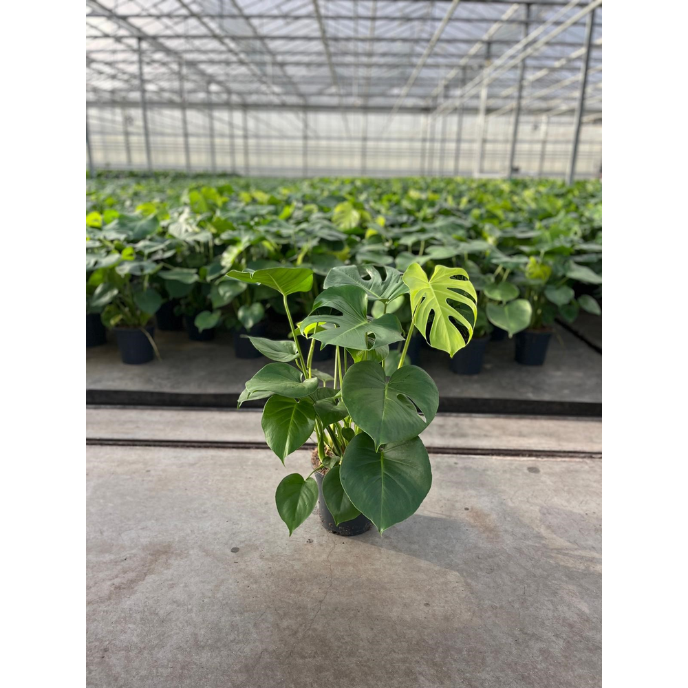 Monstera Deliciosa 21.