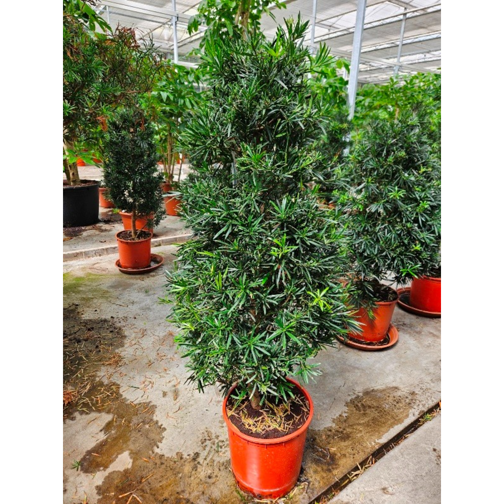 Podocarpus macrophylla.