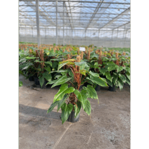 Philodendron Red Emerald 80mos.