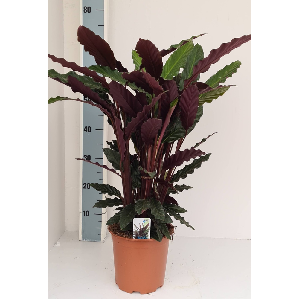 Calathea rufibarba.