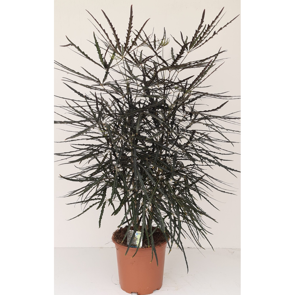 Dizygotheca elegantissima.