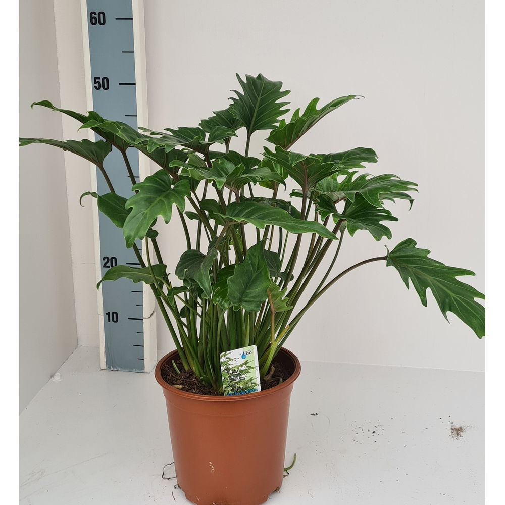 Philodendron Xanadu.