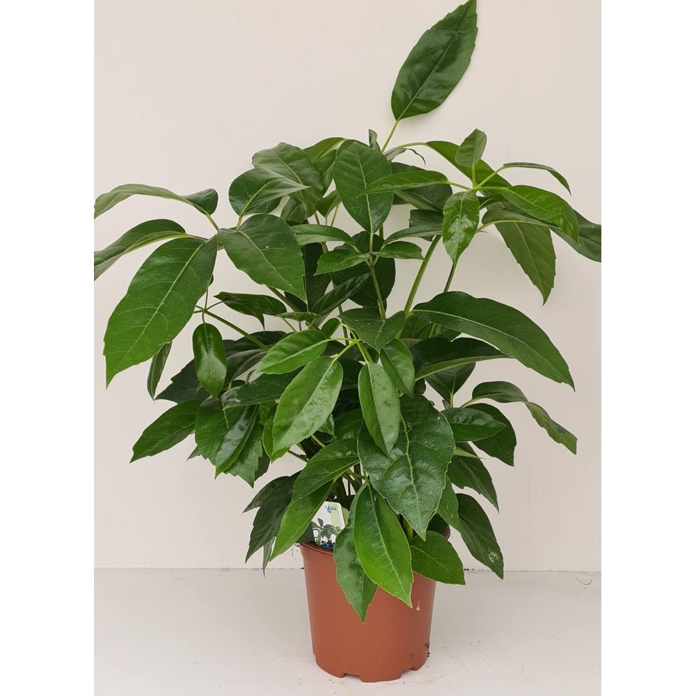 Schefflera Amate.