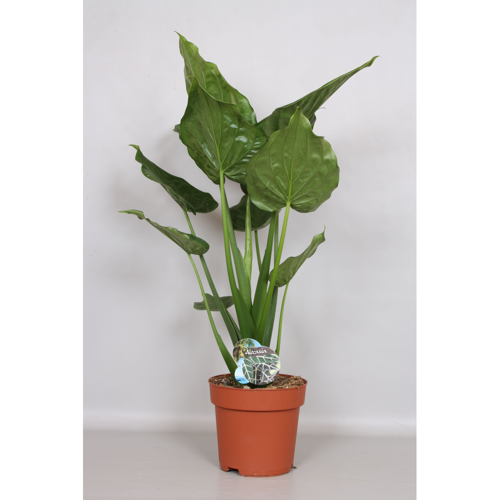 Alocasia Cucullata - Green4life.
