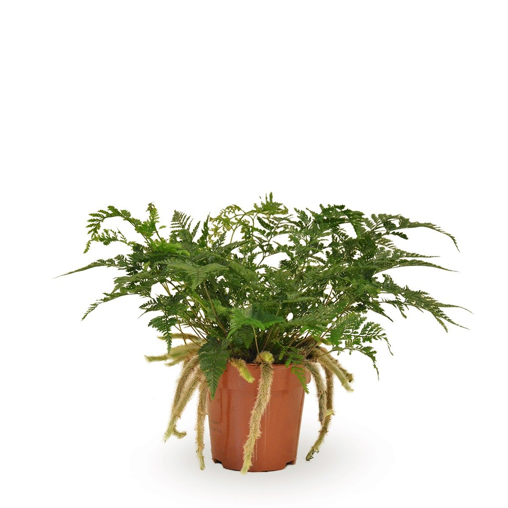 Humata tyermannii.