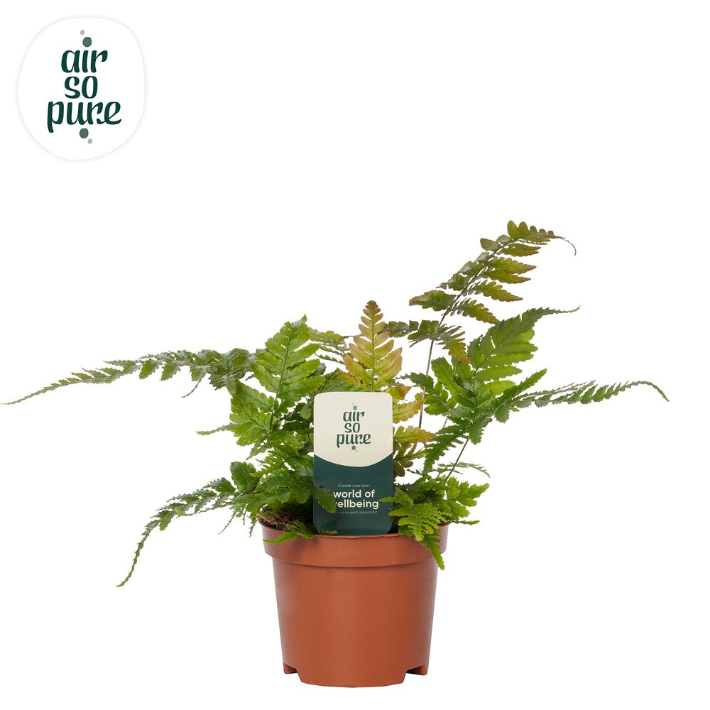 Dryopteris erythrosora - Air So Pure.
