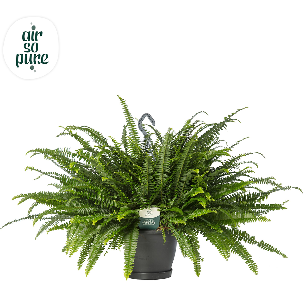 Nephrolepis Green Lady hangpot - Air So Pure.