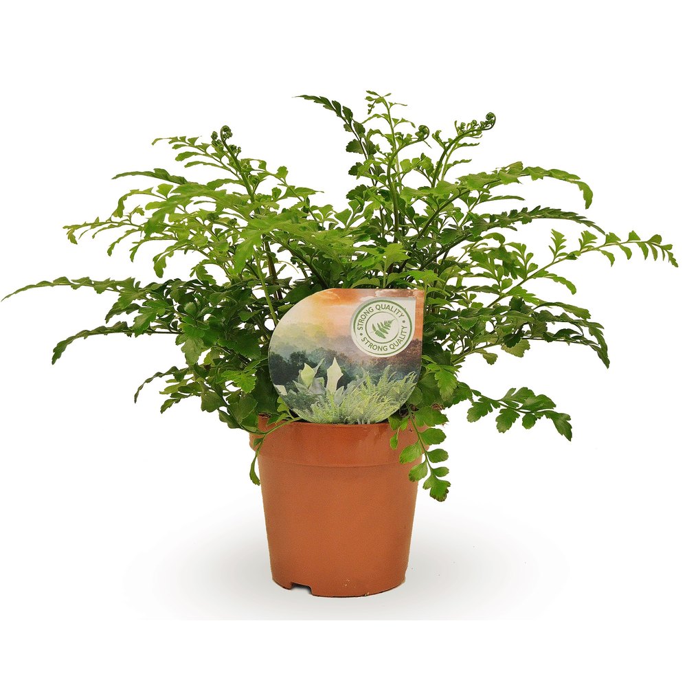 Asplenium Parvati.