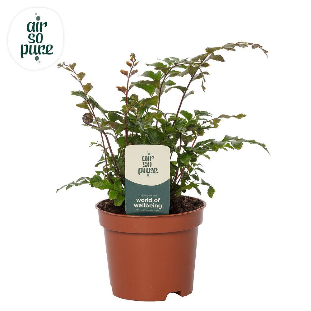 Didymochlaena truncatula - Air So Pure.