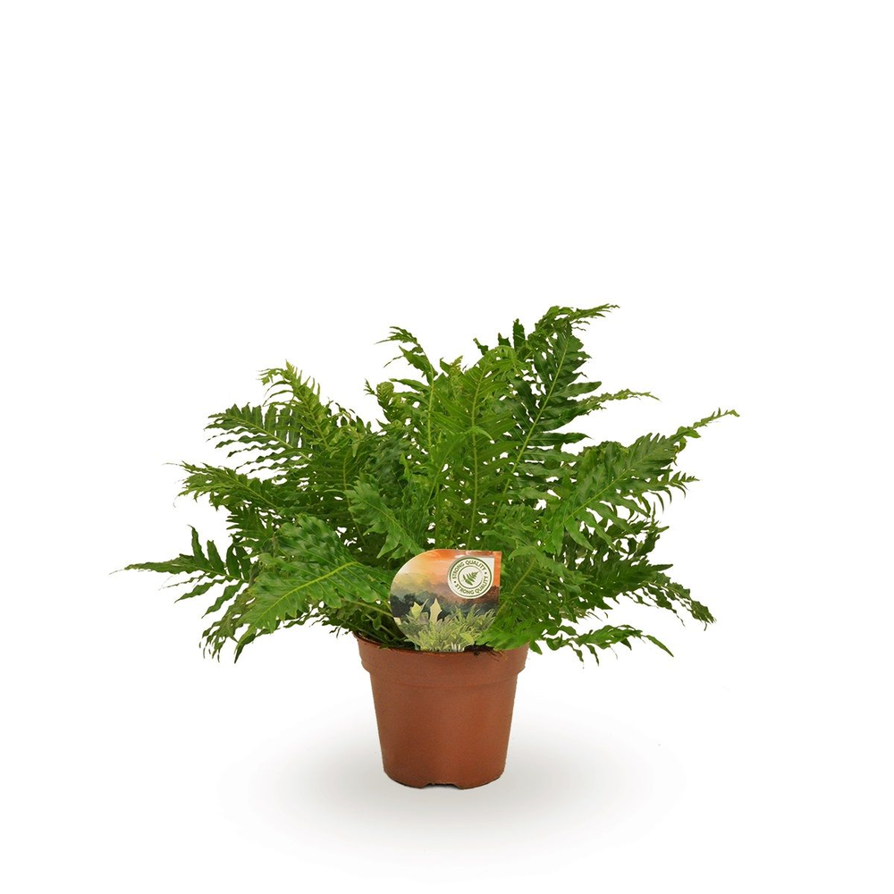 Blechnum Silver Lady.