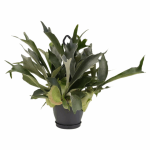 Platycerium bifurcatum hangpot.