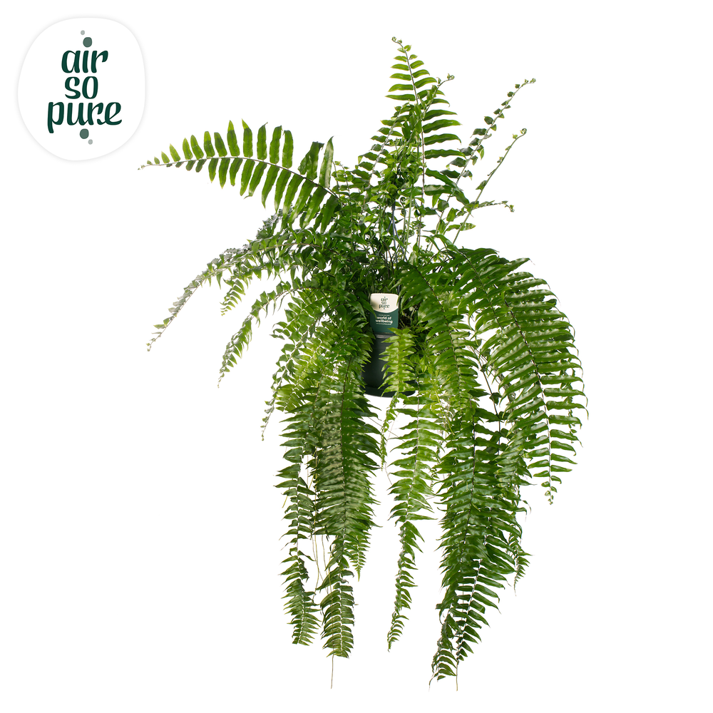 Nephrolepis Macho - Air So Pure.