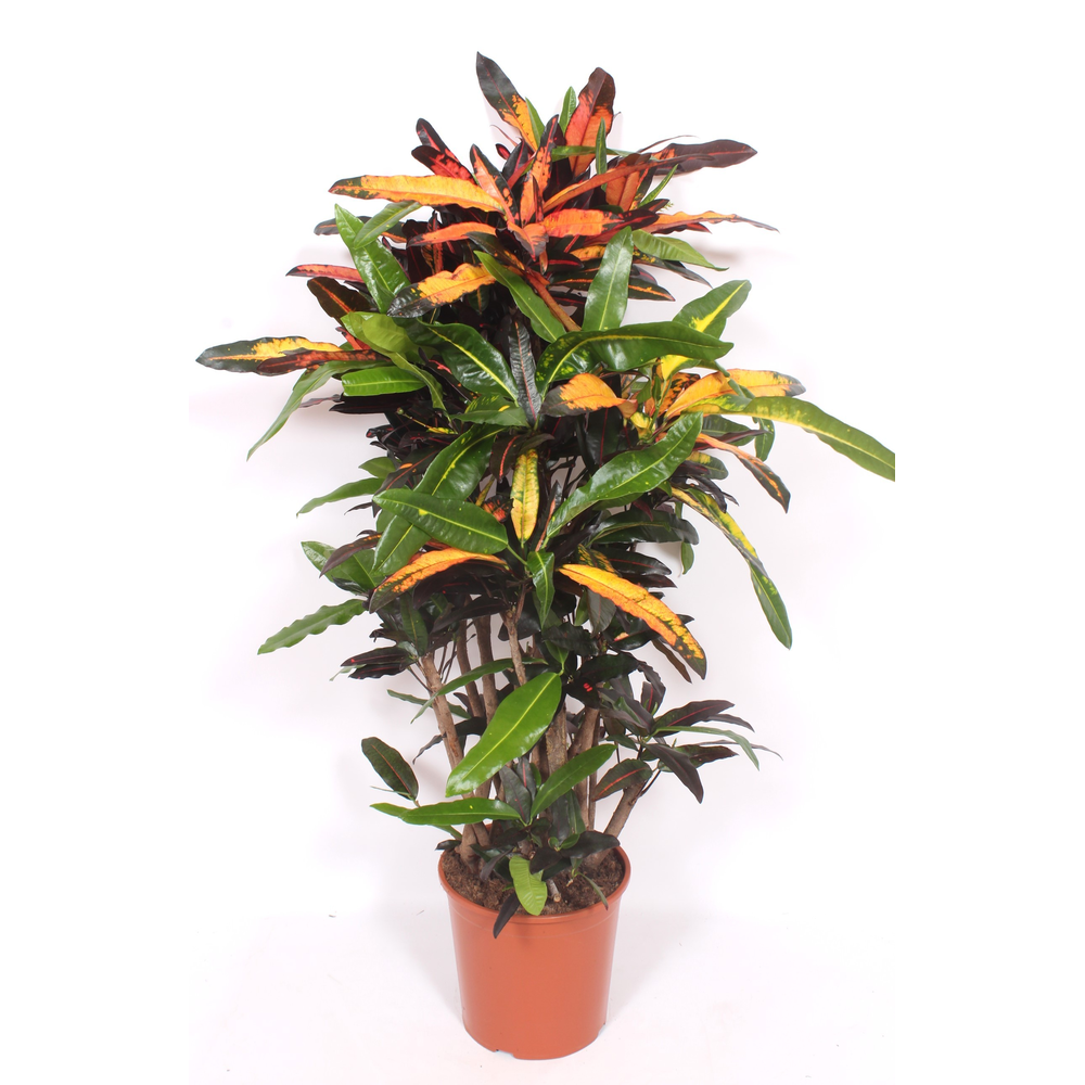 Codiaeum Mango (Croton Mango).