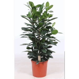 Ficus Cyathistipula 3pp.