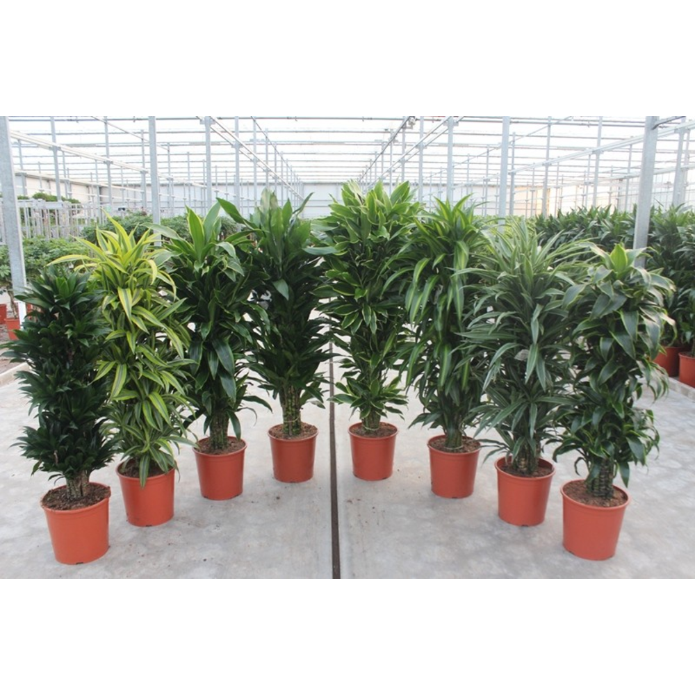Dracaena fragrans mixkar 30.