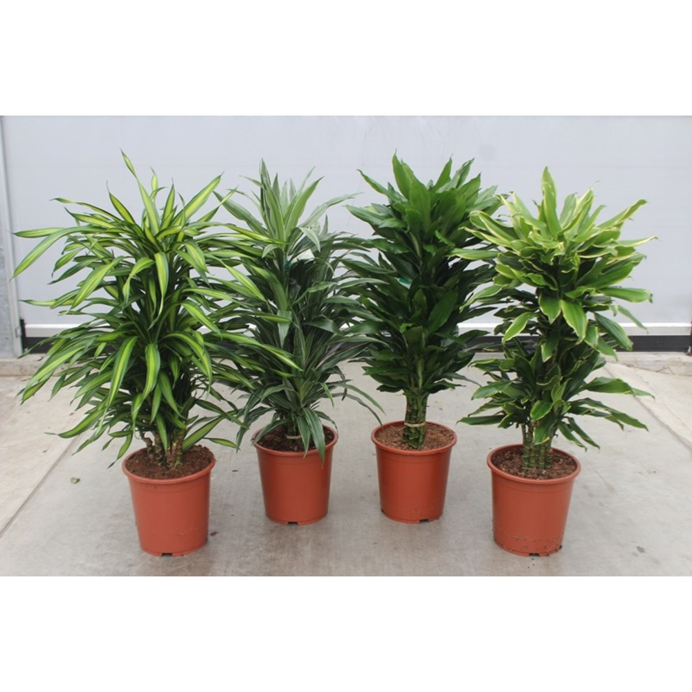 Dracaena fragrans Mixkar 27.